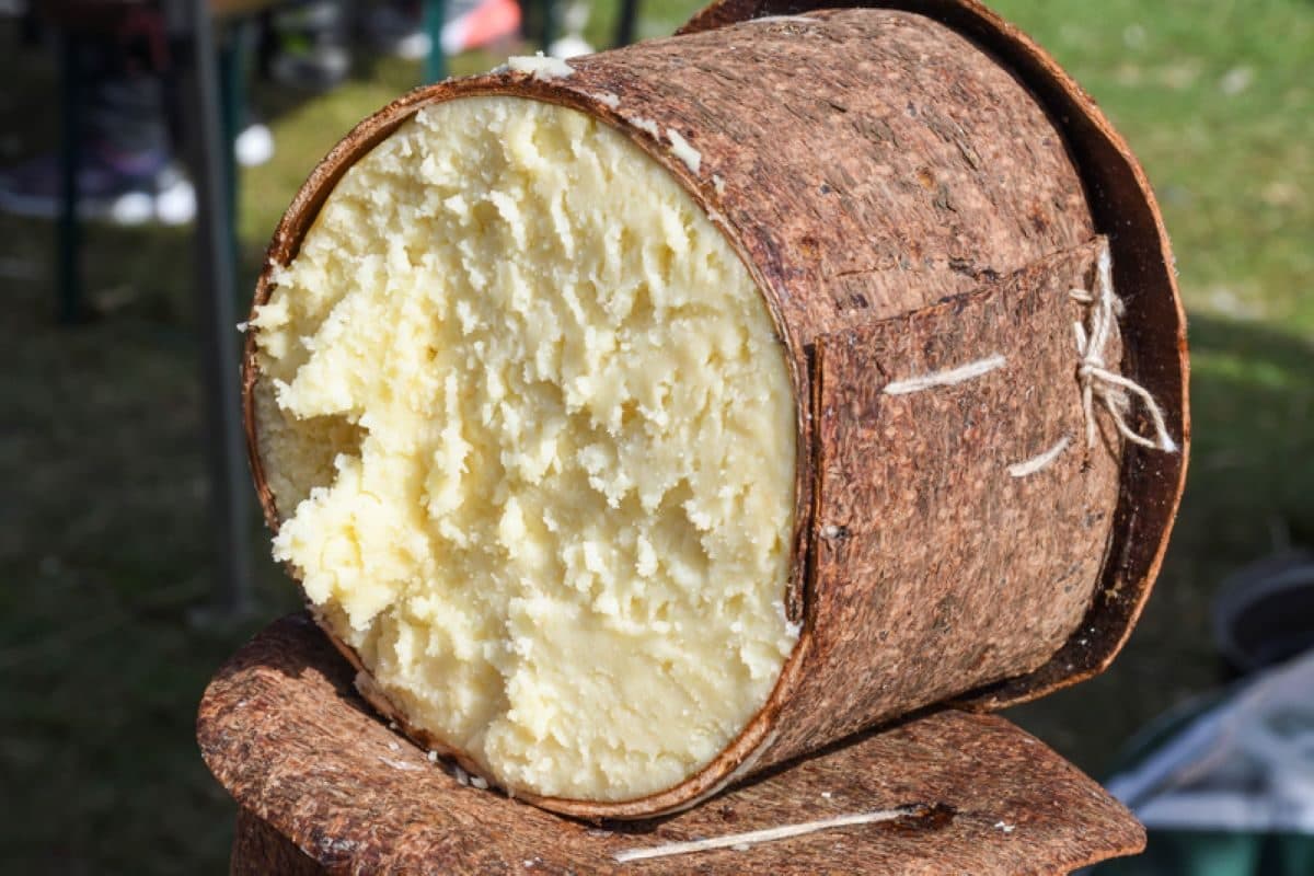 Brânza de burduf în coajă de brad – Delicatesa tradițională din Țara Făgărașului