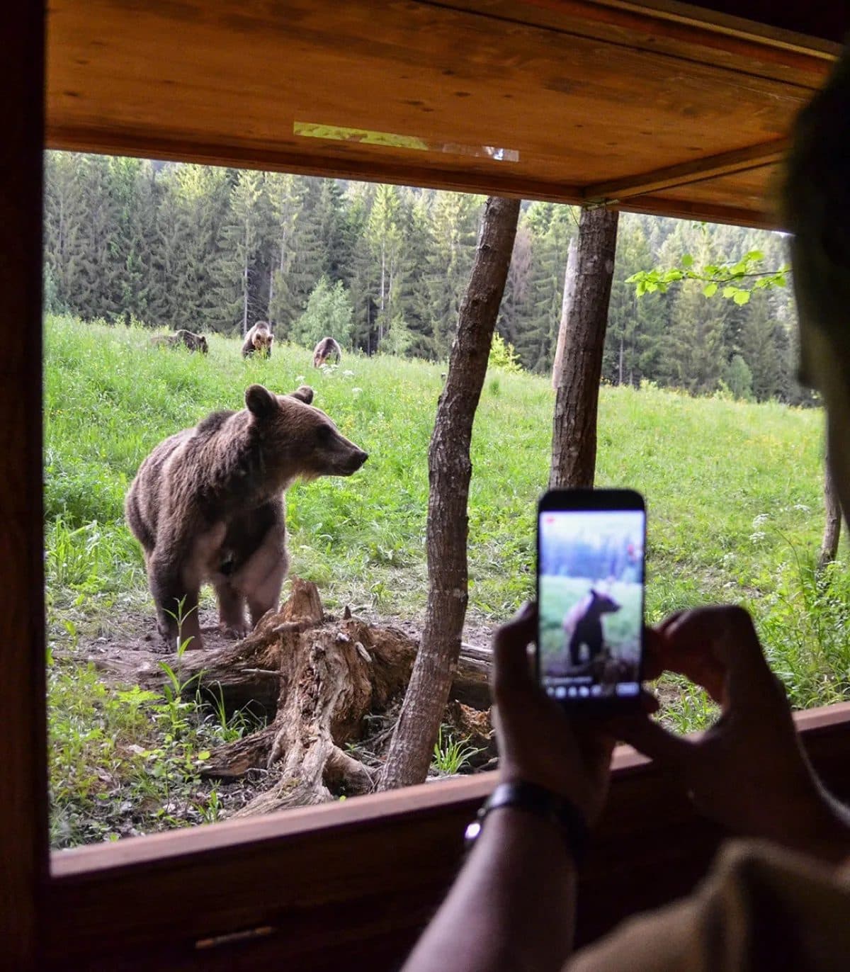 Observatorul de urși de la Șinca Veche – Cum poți vedea ursul brun în habitatul său natural